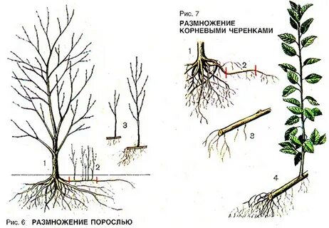 Какие корни у вишни