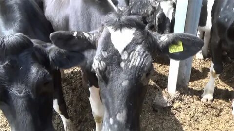 Теленок лысеет