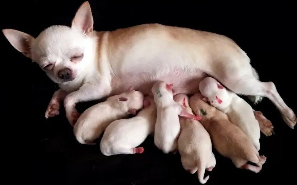 Собаки рождаются слепыми. Новорожденные щенки чихуахуа. Новорожденные щенки чихуа Хуа. Новорожденные чихуахуа мини. Новорожденный щенок чихуахуа.