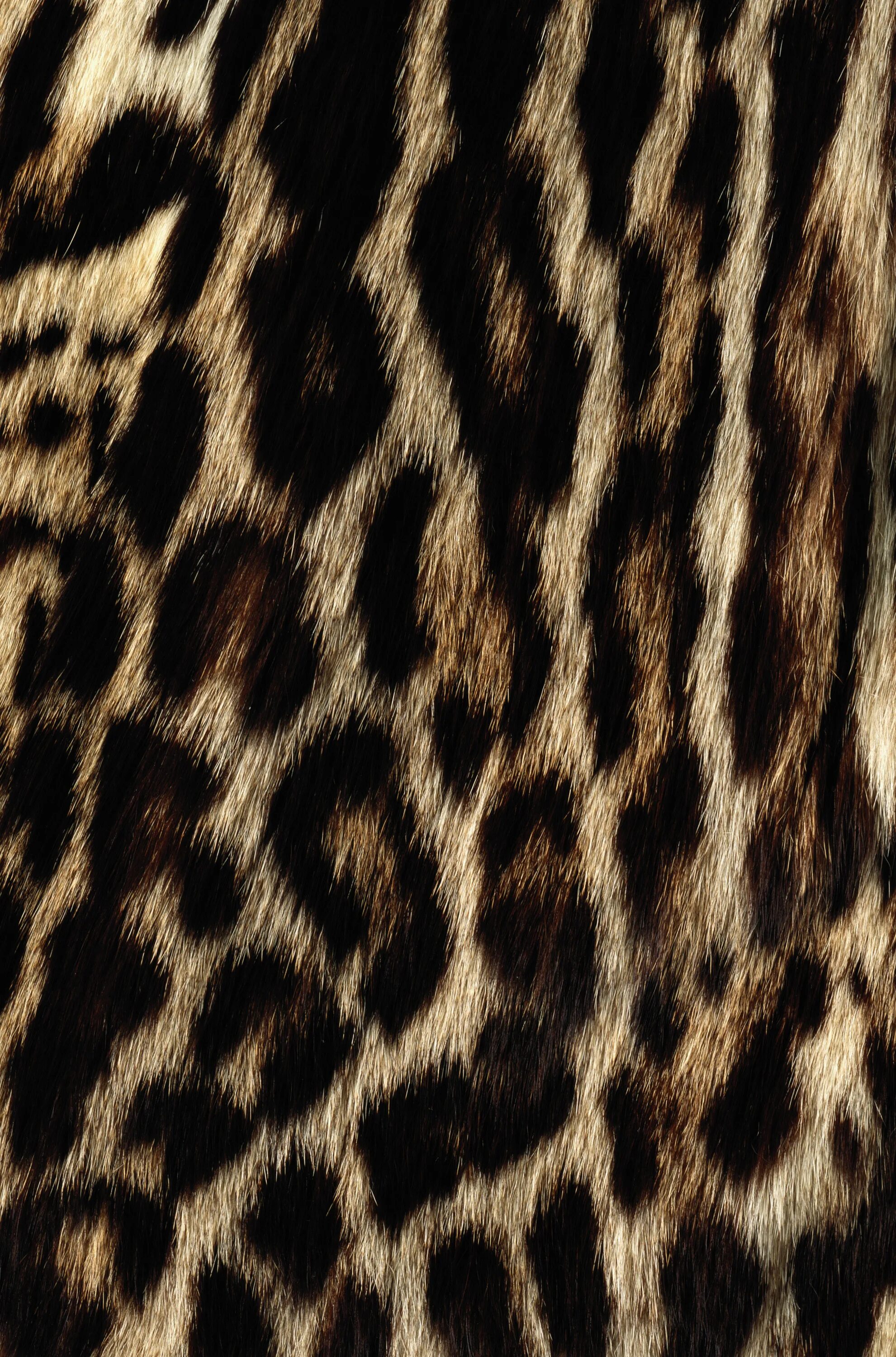 Выделенная кожа животных. Animal print леопард. шкура леопарда. кожа животных. кожа леопарда.