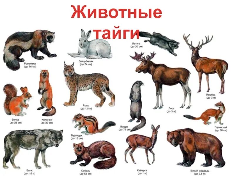 Отметьте животных