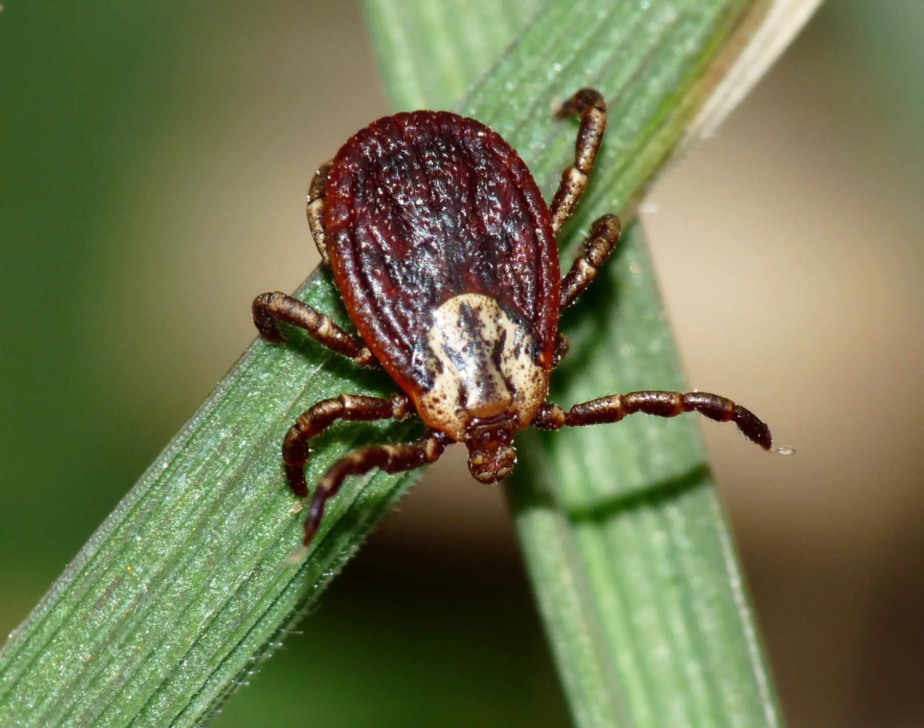 Что такое клещ. Дермацентор маргинатус. Клещ Dermacentor marginatus. Dermacentor (пастбищный клещ). Dermacentor marginatus пастбищный клещ.