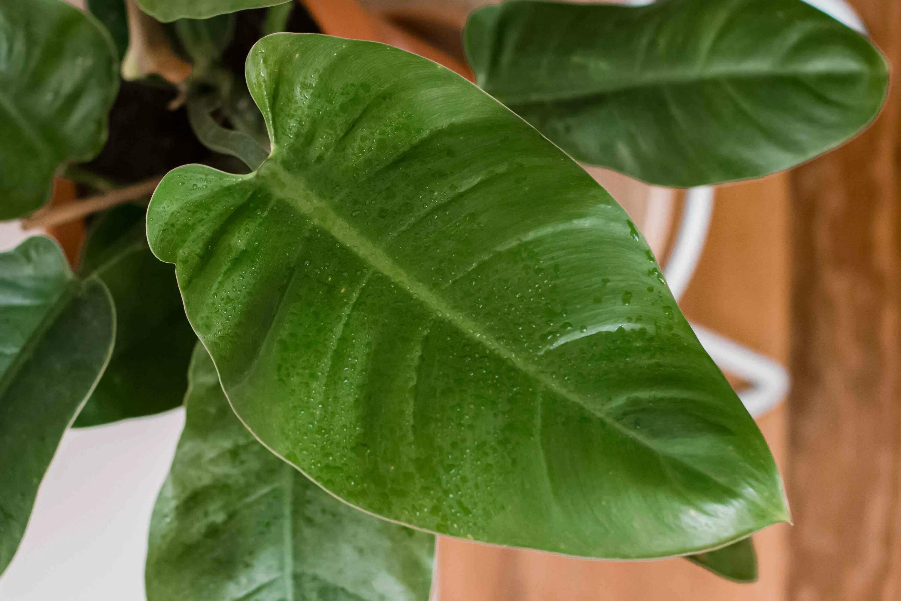 филодендрон мандаианум. филодендрон bipennifolium. филодендрон описание сортов. филодендрон копьевидный. филодендрон орнатум.