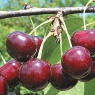 Вишня шпанка описание сорта опылители