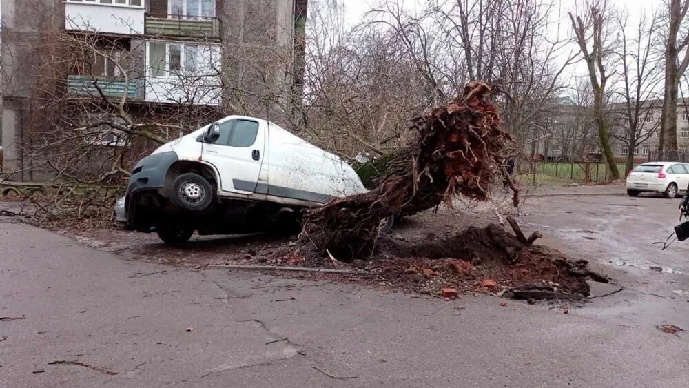 Ураган в Калининграде. Поваленное дерево. Ураган в Калининграде 2022. Ураган в Калининградской области.