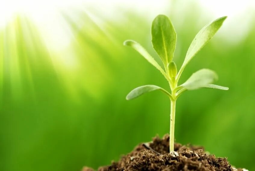 Begin to grow