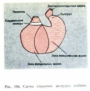 Желудок собаки