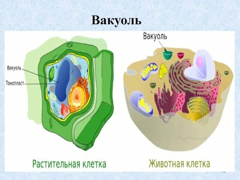 Есть ли у животных вакуоль. Вакуоли растительной клетки и животной клетки. вакуоль в клетке растения и животного. вакуоль в растительной и животной клетки. вакуоль у животных клеток.