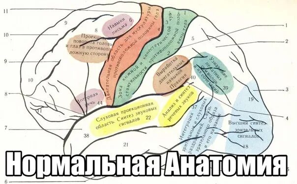 Методички нервная система. Функциональная анатомия нервной системы гайворонский. Методички нервная система. Нервная система строение и функции нервной системы. Методичка по нервной системе.