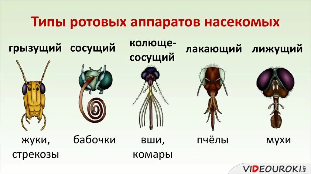 Ротовая полость насекомых. Типы ротовых аппаратов насекомых таблица. Охарактеризуйте типы ротовых аппаратов насекомых. Ротовые органы насекомых 7 класс биология. Ротовой аппарат членистоногих таблица.