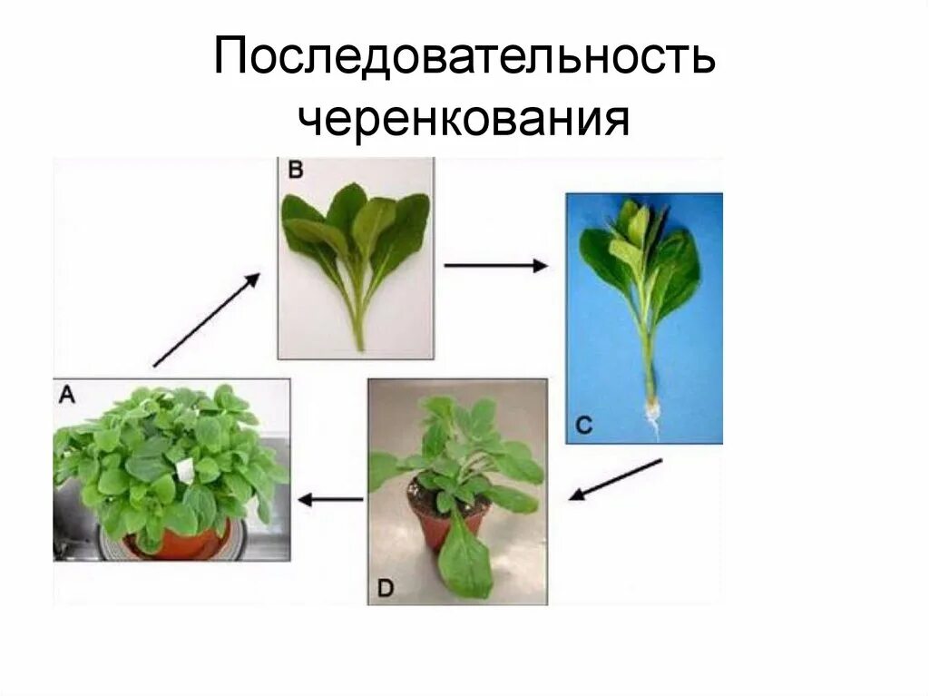 Вегетативная петуния размножение черенками. Черенки петунии вегетативной. Черенкование вегетативной петунии. Петуния размножение стеблевыми черенками. Вегетативное размножение последовательность действий