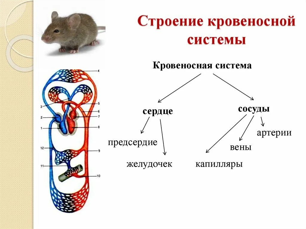 Какая кровь у млекопитающих животных. Схема кровяной системы животных. Кровеносная система 6 класс биология. Кровеносная система животных схема. Схема строение кровеносной системы у животных.