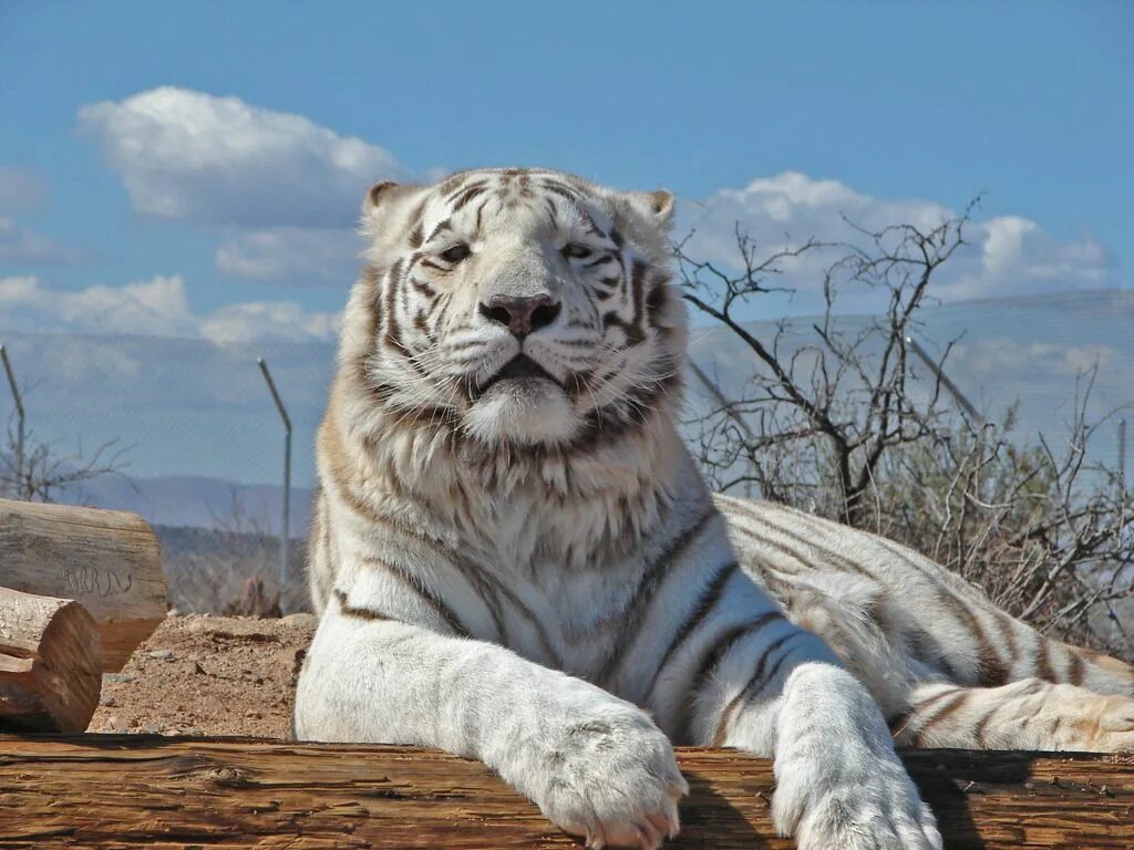 Хорош тайгер. Амурский тигр альбинос. Амурский тигр белый. Уссурийский тигр белый. Амурский тигр белый Тигрёнок.