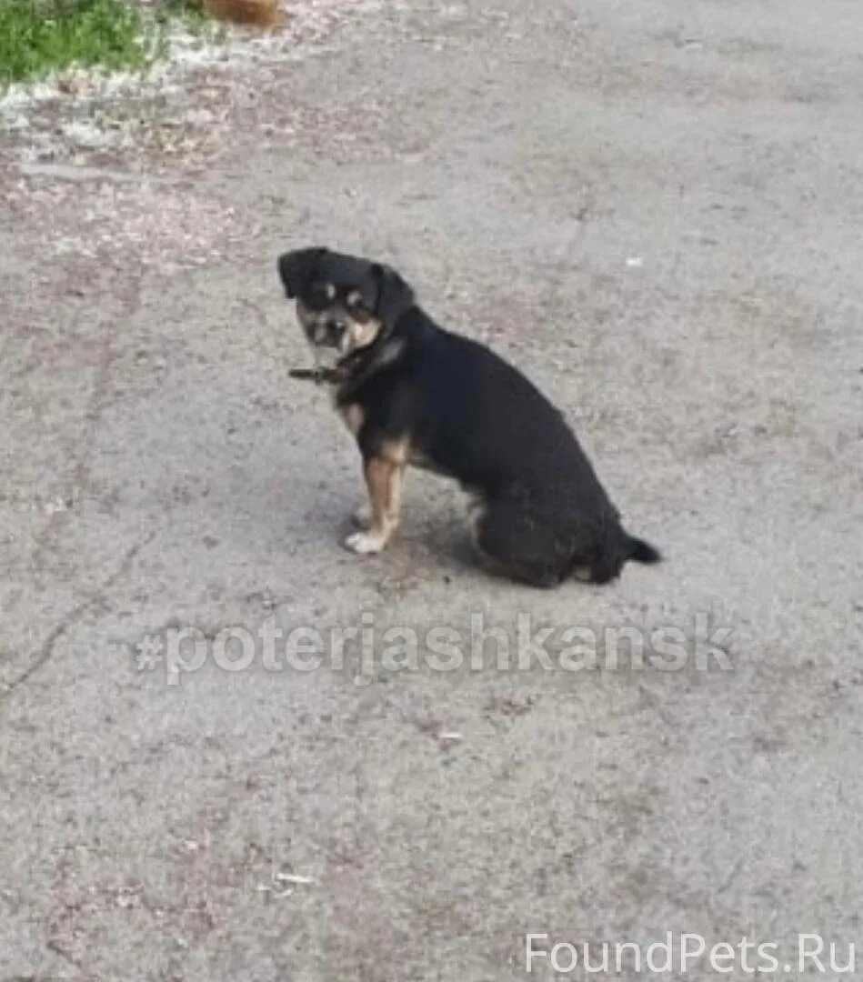 Потерянные собаки. Пропала собака. Найден кобель Кировский район. Собака по имени Чарли.