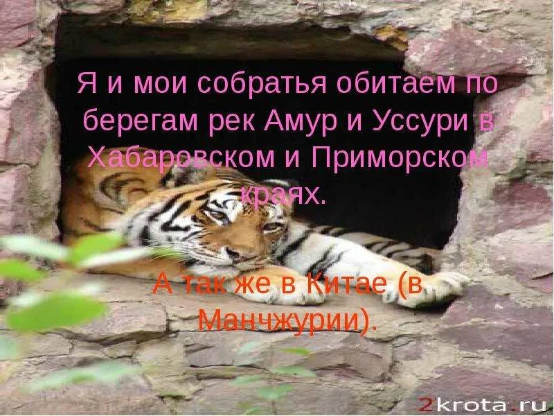 Почему тигр смелый. Амурский тигр на грани вымирания. почему амурский тигр нагрене вымирания. амурский тигр на грани вымирания доклад. почему амурский тигр оказался на грани исчезновения.
