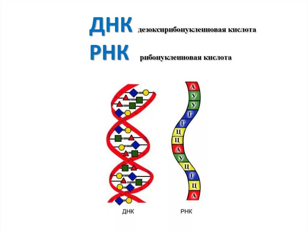 10 5 клеток днк. Как расшифровывается ДНК И РНК. Нуклеиновые кислоты ДНК рисунок. РНК рибонуклеиновая кислота. Структуру молекулы ДНК расшифровали.