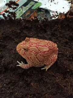 Strawberry pacman frog. 