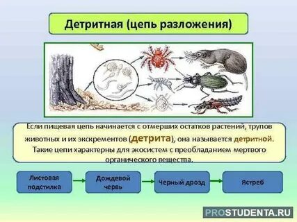 Роль редуцентов играют
