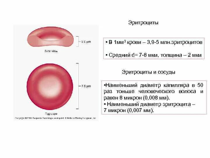 Содержание в крови три. Эритроцит человека количество в 1. Эритроциты диаметр 7.5 мм. Эритроциты в 1 мм3 крови. Кол во эритроцитов в 1 мм3 крови человека.