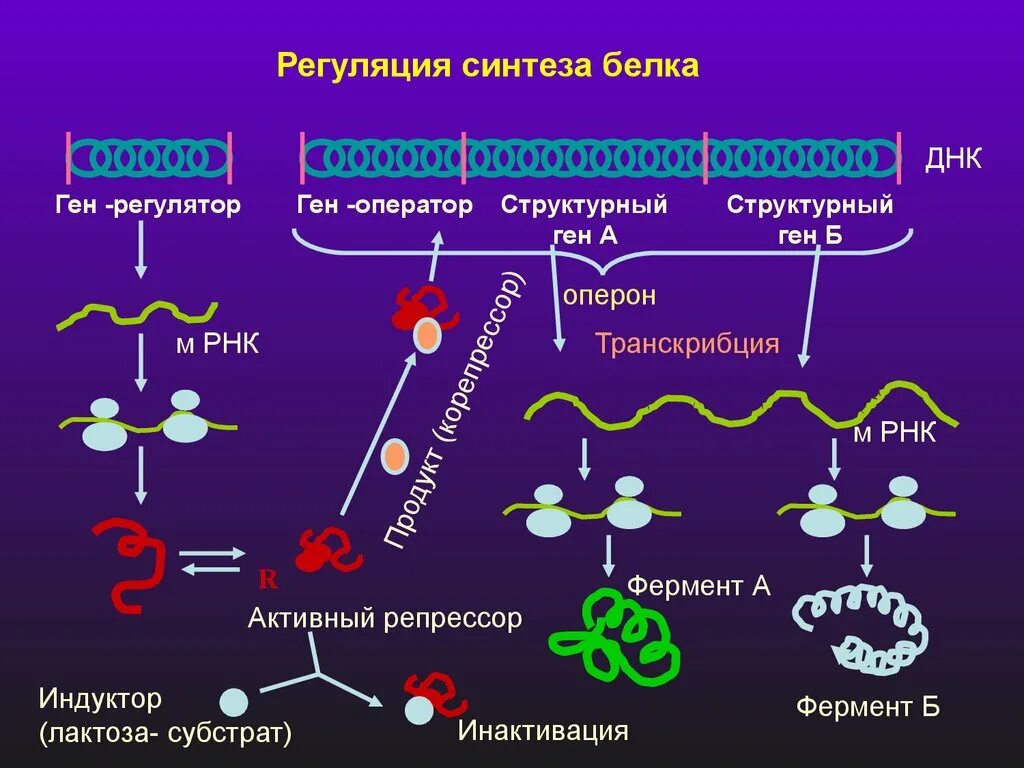 Белок название фермента