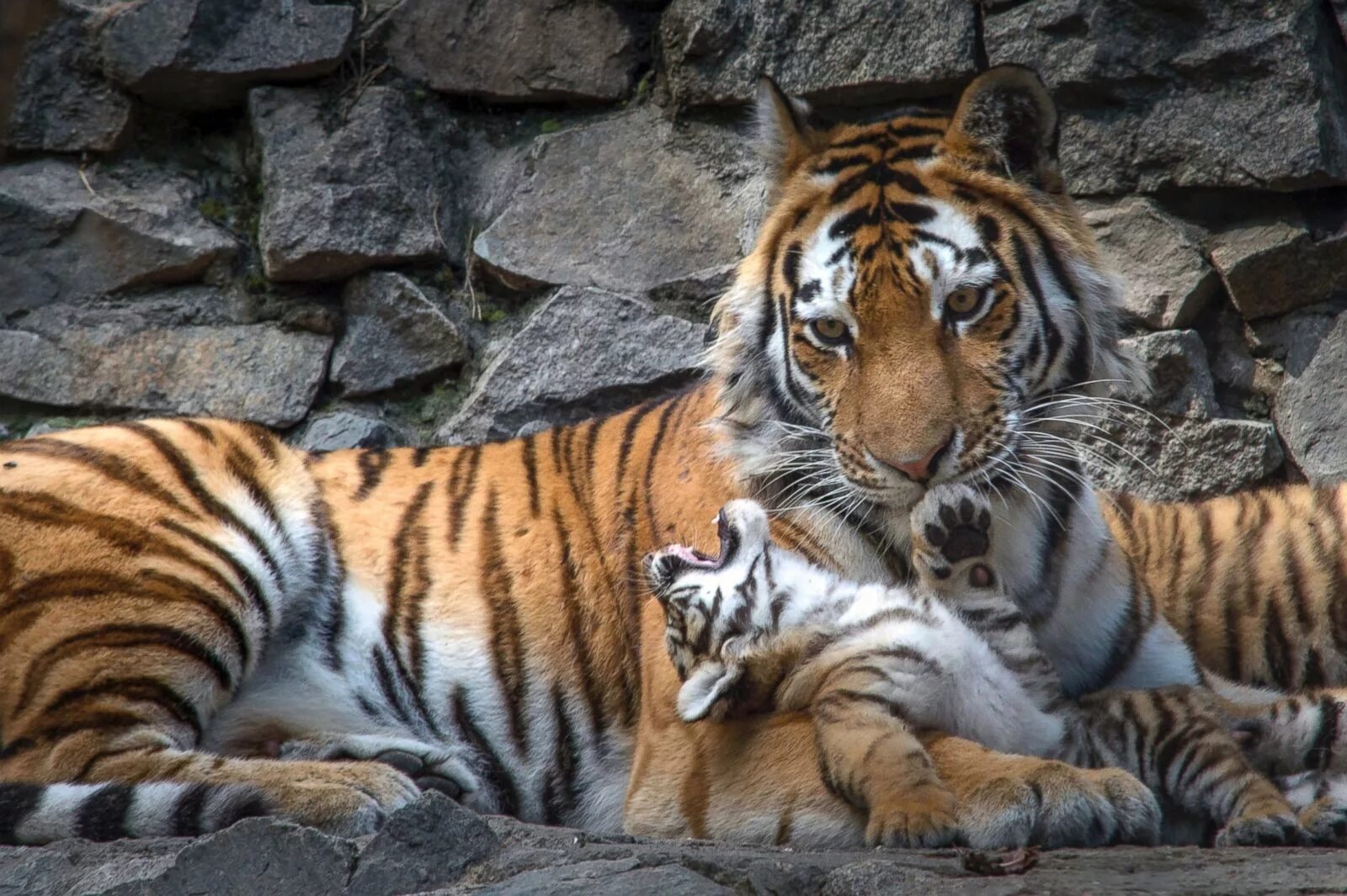 Tigr. Прайд тигров. Амурский и бенгальский тигр. Тигр 3. Амурский тигр с тигрятами.
