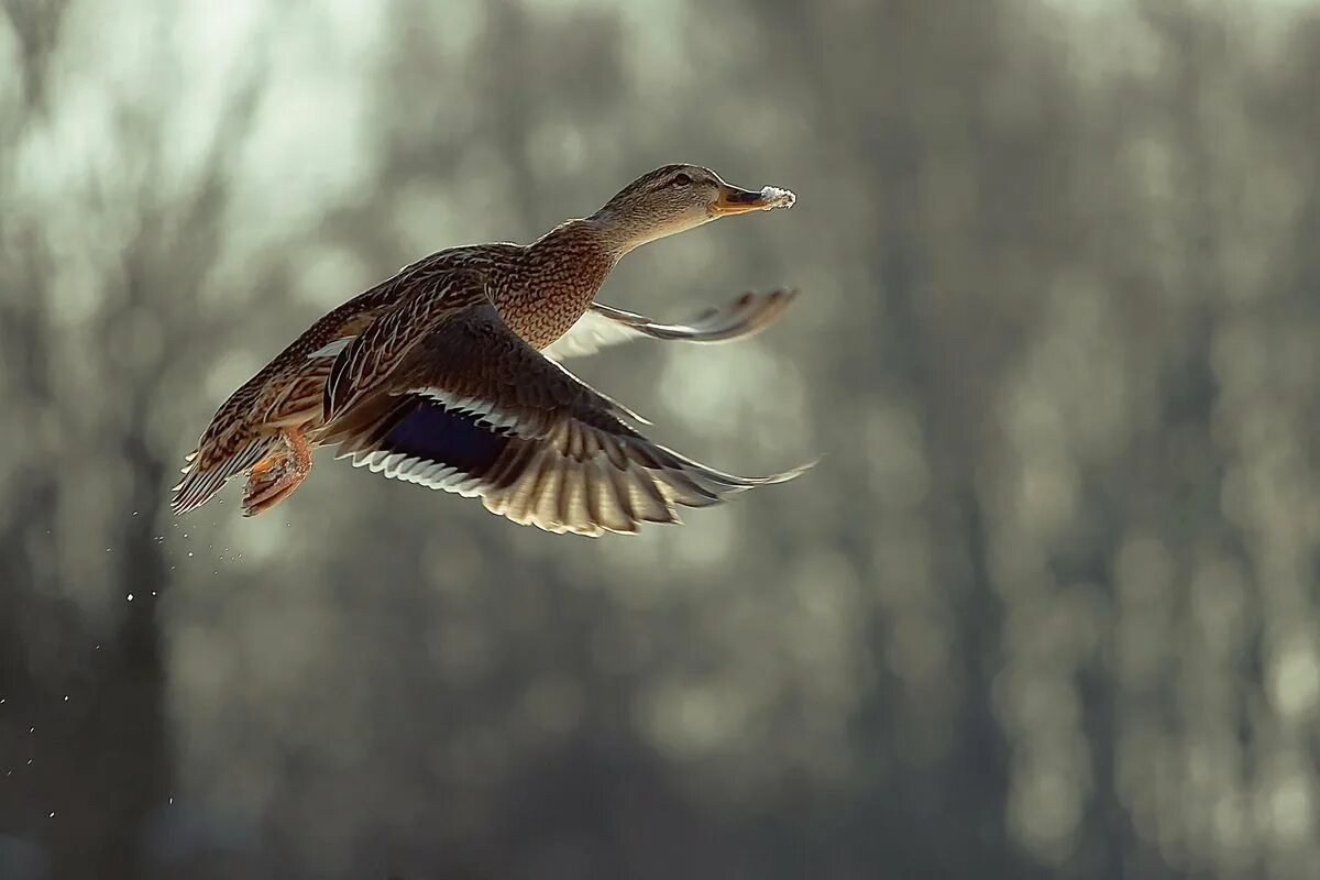 Утка кряква перелётная птица. Кряква утка. Утки в полете. Утка кряква селезень. Кряква в полете.