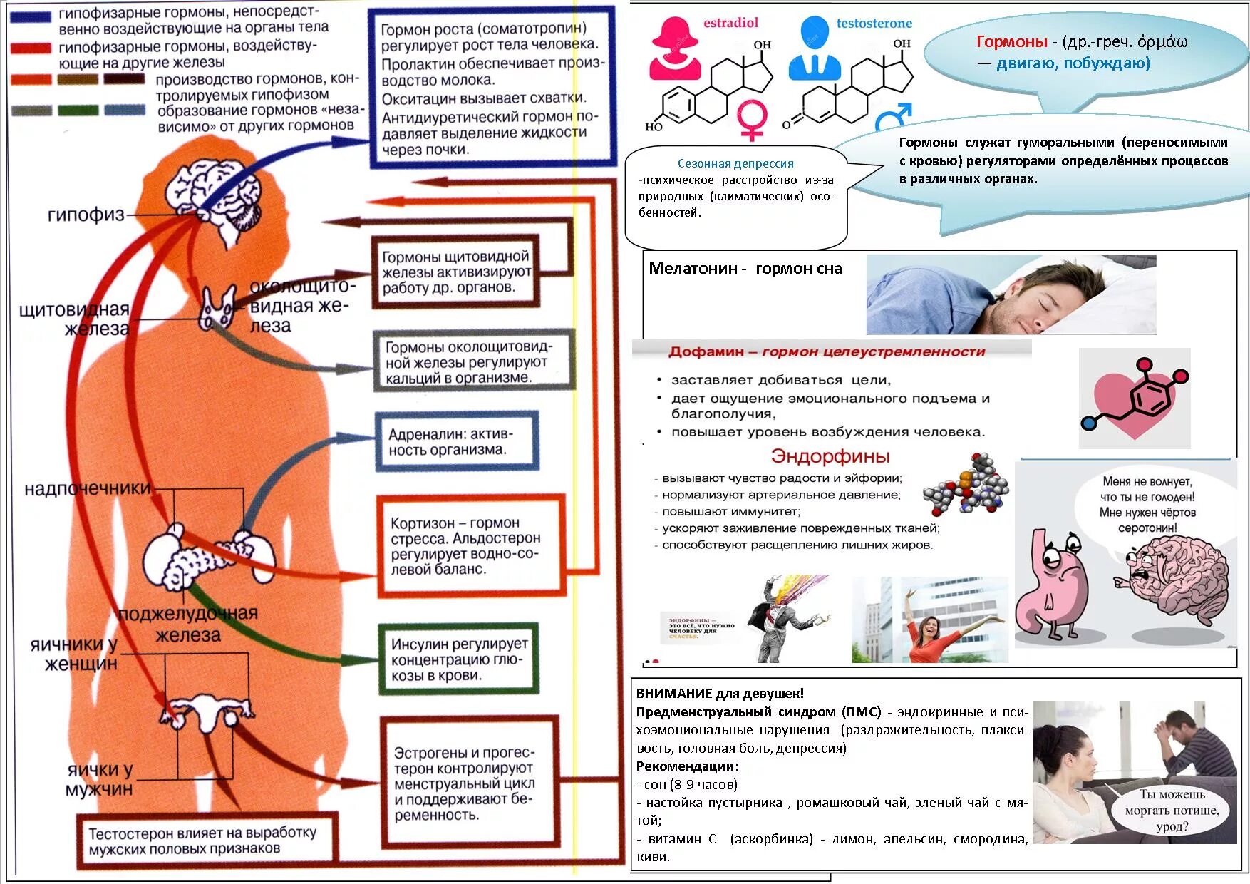 Гормонов в первую очередь. Гормоныэ в организме человека. Гормоны человека. Перечень гормонов в организме человека. Гормоны человека схема.