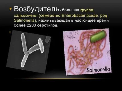 Сальмонелла внешний вид