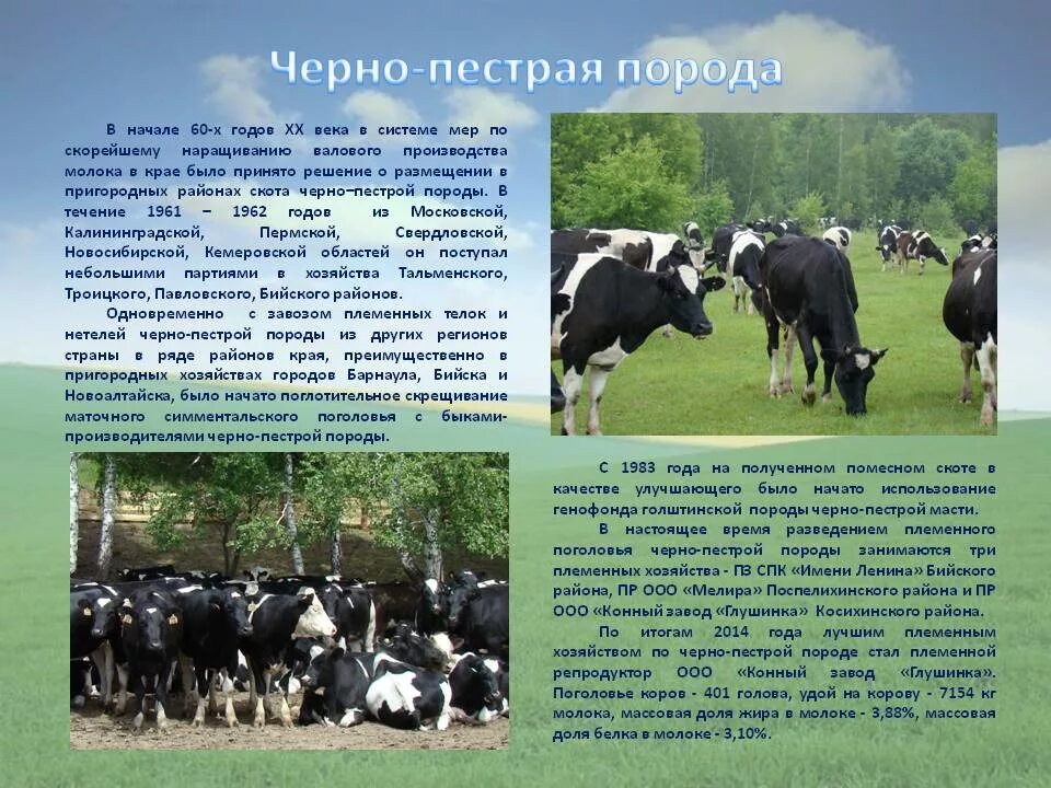 Животноводство пермского края 4 класс. Отрасли животноводства алтайского края. черно-пестрая порода коров. животноводство в алтайском крае презентация. информация про животноводство в пермском крае.
