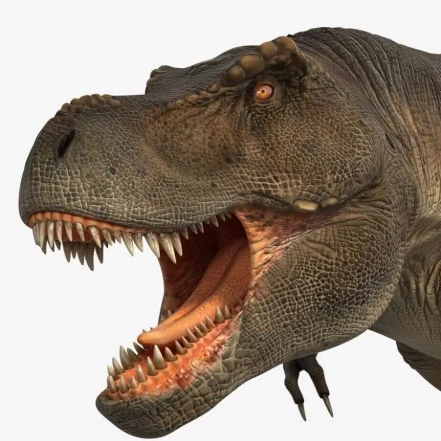 Тираннозавр картинки. Тираннозавр рекс. Тираннозавр рекс сбоку. Paleo Тираннозавр рекс. Тираннозавр рекс в профиль.