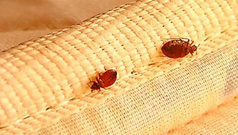 Еркектер үлкен жынысты жұлып алады