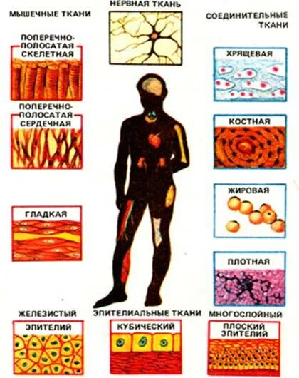 Ткани тела человека соединительная ткань. Основные типы тканей в организме человека. Ткани эпителиальная соединительная мышечная нервная рисунки.