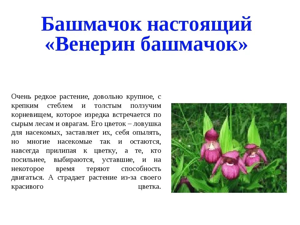 Башмачок настоящий краткое описание. Башмачок настоящий краткое описание