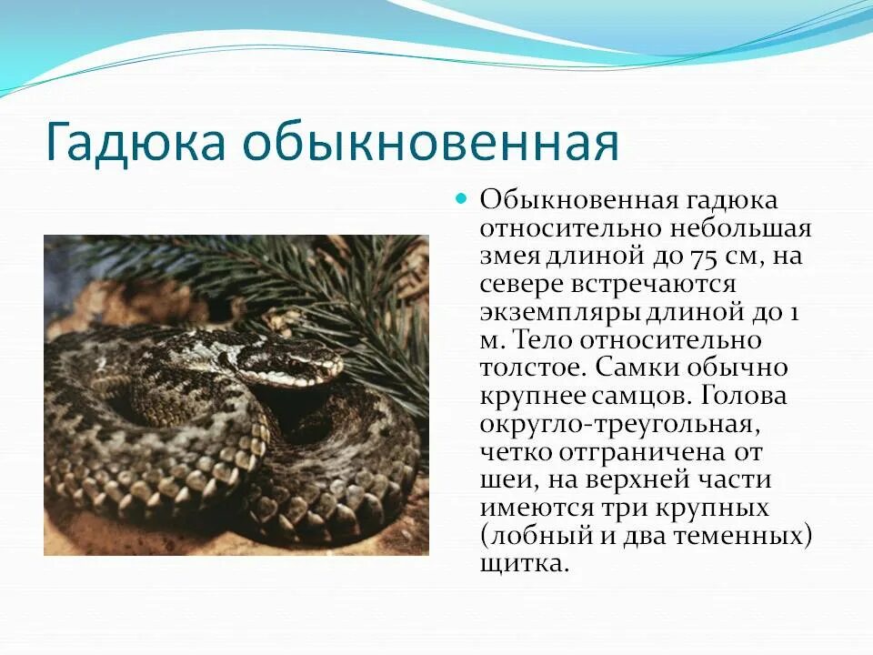 Гадюка в какой природной зоне. Обыкновенная гадюка обыкновенная. Гадюка обыкновенная краткое описание. Змея гадюка ядовитая описание. Гадюка обыкновенная описание 3 класс кратко.