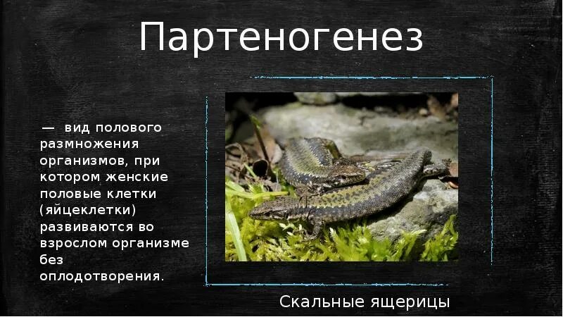 Партеногенез тип размножения. Партеногенетическое размножение. партеногенез презентация. партеногенез примеры. партеногенез вид размножения.