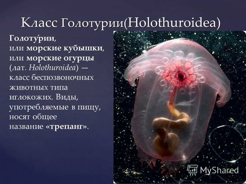 Притча о книге короткая. Притча о двух волках. Притча. Притчи о добрых мыслях. Притча про счастье любовь и здоровье.