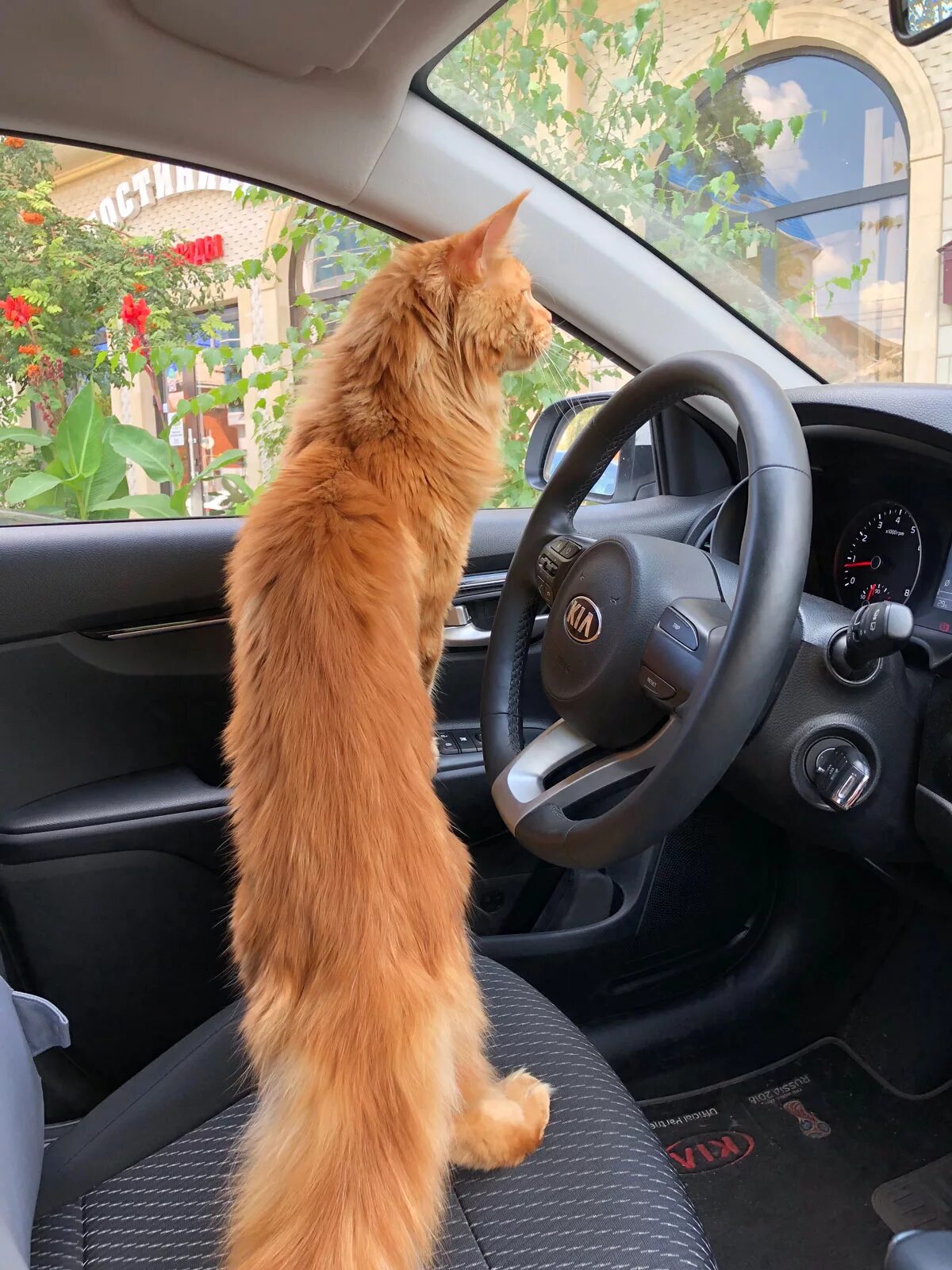 Рыжий кот машинки. Рыжий кот в машине. кошачий автомобиль. машина с котами. кот за рулем автомобиля.
