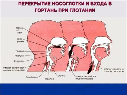 Тест гортань