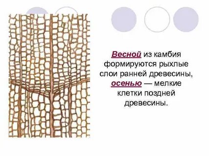 Камбий клетки крупные