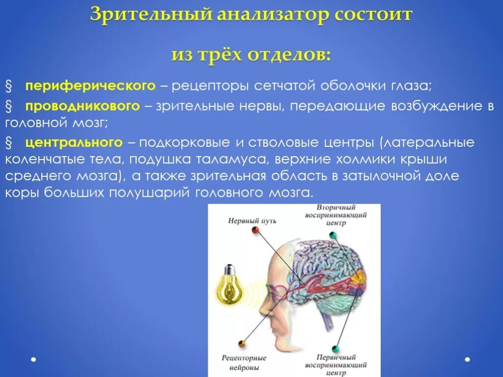 Анализатор зрения периферический отдел. Функции отделов зрительного анализатора. Функции периферического отдела зрительного анализатора. Строение зрительного анализатора Рецептор.