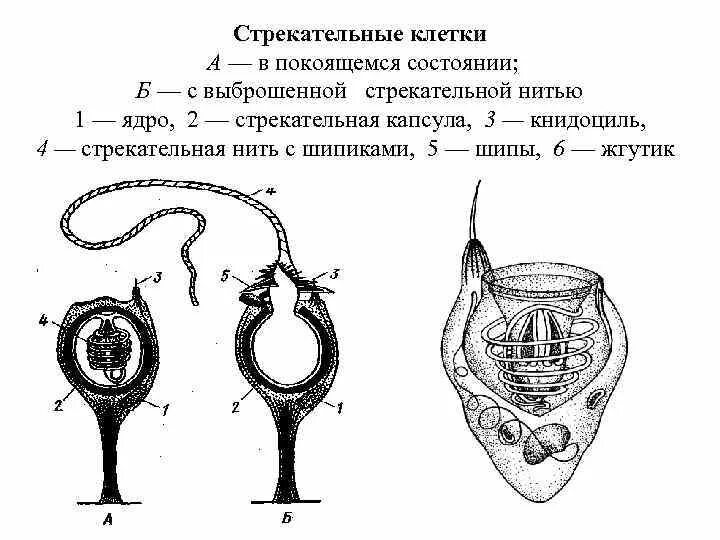 В каком слое находится стрекательная клетка. Стрекательные клетки гидры функции. Схема строения стрекательной клетки. Схема строения стрекательной клетки гидры. Строение стрекательной клетки кишечнополостных.