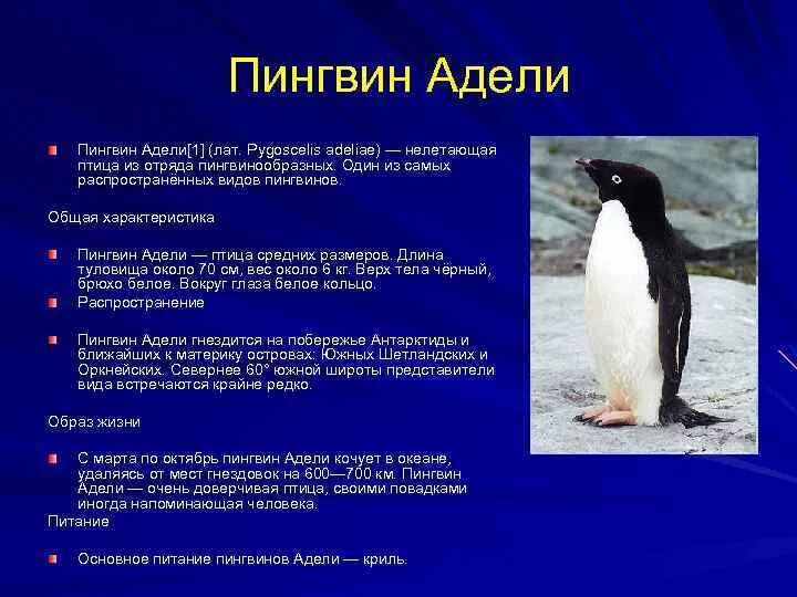 Про пингвина рассказ 1. Пингвин Адели описание. Пингвины Антарктиды интересные факты Адели. Класс пингвины общая характеристика. Пингвины из Антарктиды характеристика.