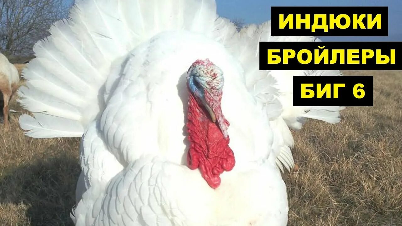 Как выглядят месячные индюшата биг 6 - фото презентация