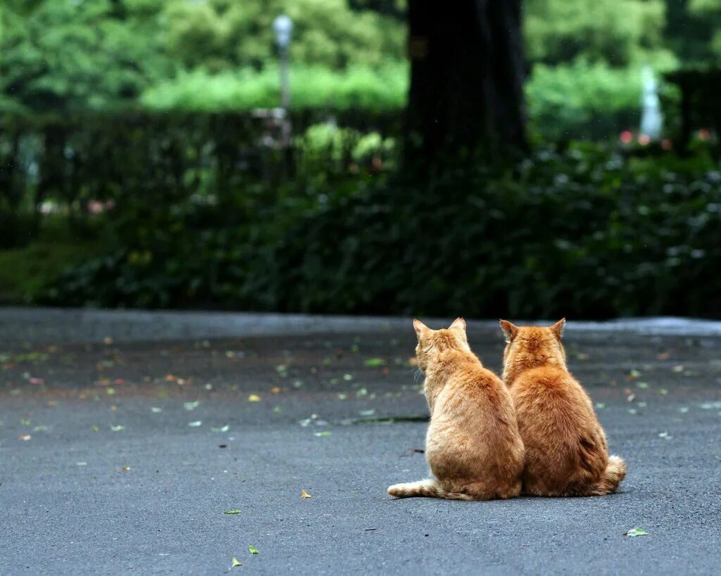 Рыжий кот. Рыжий кот сидит. Два кота. Кот на улице.
