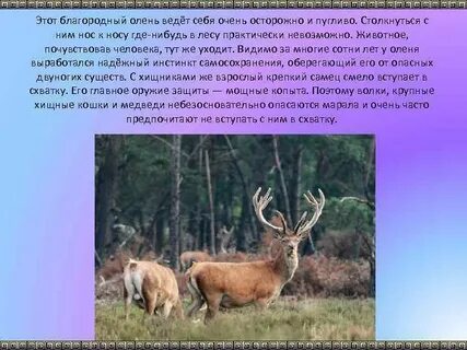 Благородный описание