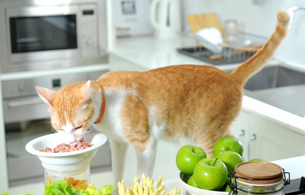 Что ест кошка в домашних условиях. Кошка кушает. Котик с едой. Еда для кошек. Котик на кухне.