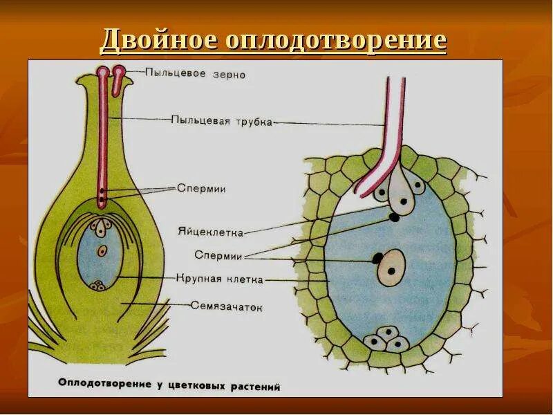 Попадание пыльцевого зерна на рыльце. Двойное оплодотворение у покрытосеменных растений. схема двойного оплодотворения у покрытосеменных растений. оплодотворение пыльцевого зерна схема. пыльцевая трубка у покрытосеменных.