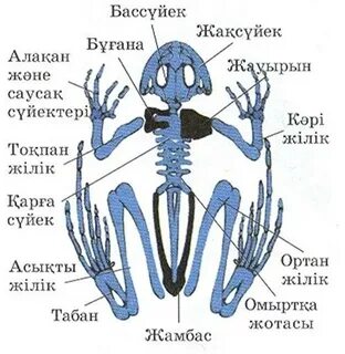 Ересектерге арналған порно
