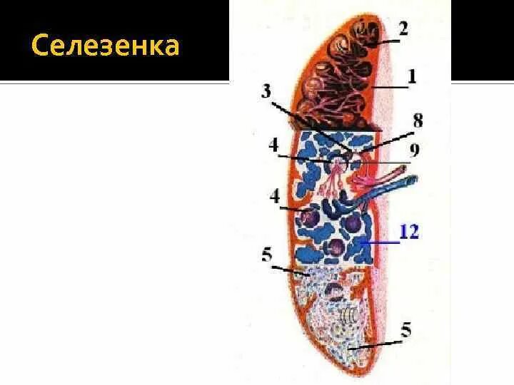 Селезенка схема. Селезенка животных анатомия. Строение селезенки. Внешнее строение селезенки.