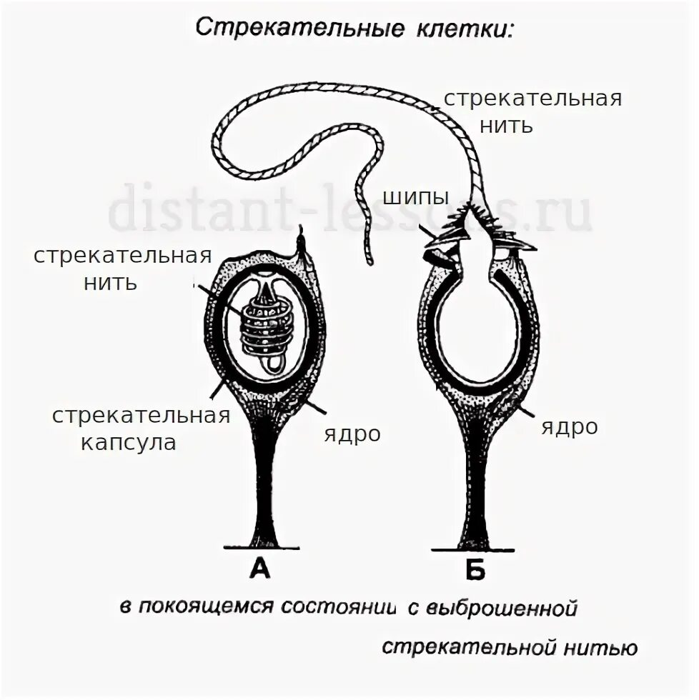 Стрекательные клетки кишечнополостных выполняют функцию. Строение стрекательной клетки. строение стрекательной клетки гидры. строение стрекательной клетки кишечнополостных. стрекательные клетки строение клетки.